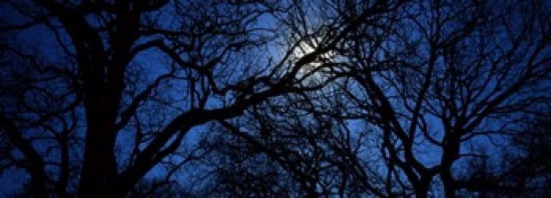 Silhouette of Oak trees Texas USA Canvas Art - Panoramic Images (18 x 7)