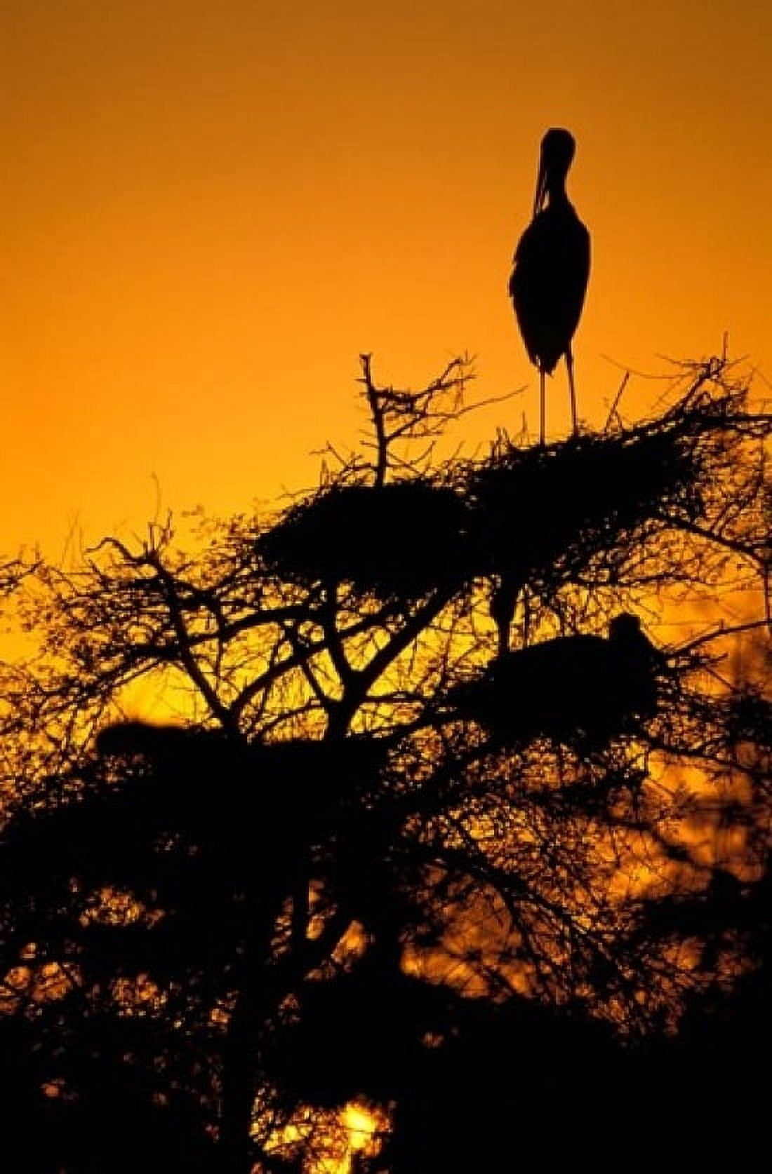 Silhouette of Painted Stork Keoladeo National Park Rajasthan India Canvas Art - Pete Oxford DanitaDelimont (24 x 36)
