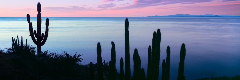 Silhouette of Pitaya and Cardon cactus plants Bahia Las Palmas Baja California Sur Mexico Canvas Art - Panoramic Images (36 x 12)