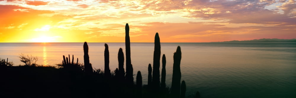Silhouette of Pitaya cactus during sunrise Bahia Las Palmas Baja California Sur Mexico Canvas Art - Panoramic Images (36 x 12)
