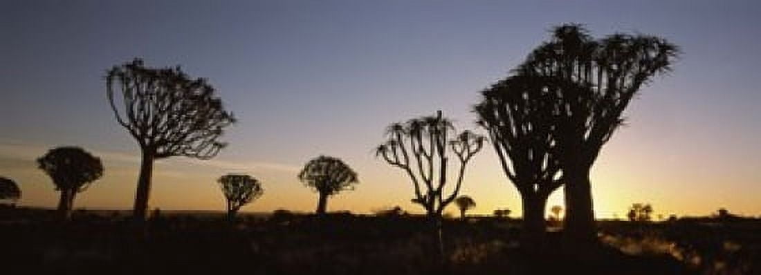 Silhouette of Quiver trees (Aloe dichotoma) at sunset Namibia Canvas Art - Panoramic Images (18 x 7)