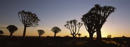 Silhouette of Quiver trees (Aloe dichotoma) at sunset Namibia Canvas Art - Panoramic Images (36 x 13)