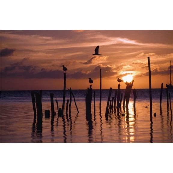 Silhouette of Seagulls On Posts In Sea At Sunset Poster Print
