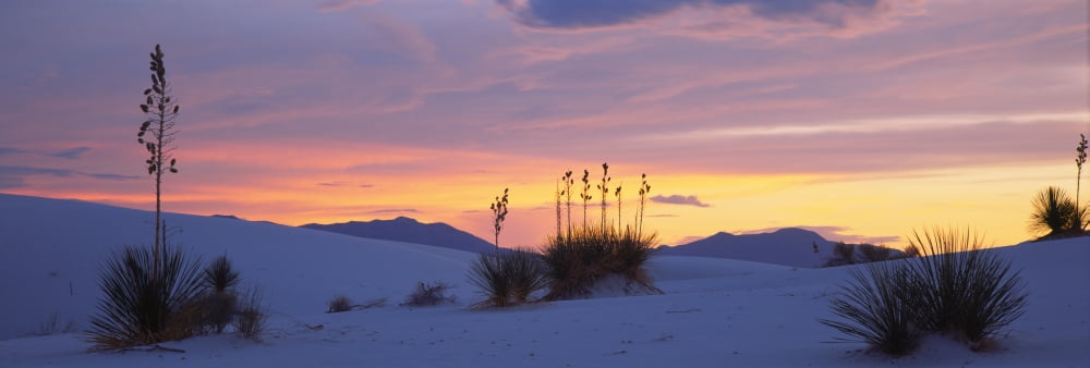 Silhouette of Soaptree Yuccas (Yucca elata) in desert White Sands National Monument New Mexico USAB663 Canvas Art - Panoramic Images (27 x 9)