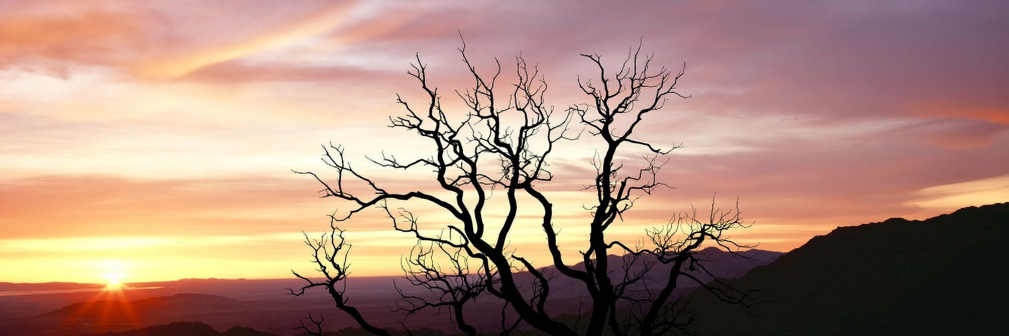 Silhouette of a bare tree at sunrise Culp Valley Anza-Borrego Desert State Park California USA Canvas Art - Panoramic Images (36 x 12)