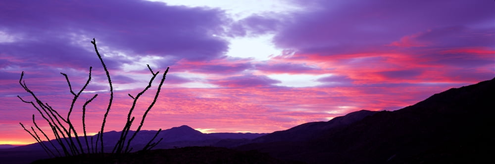 Silhouette of a bare tree at sunset Anza Borrego Desert State Park Borrego Springs California USA Canvas Art - Panoramic Images (27 x 9)