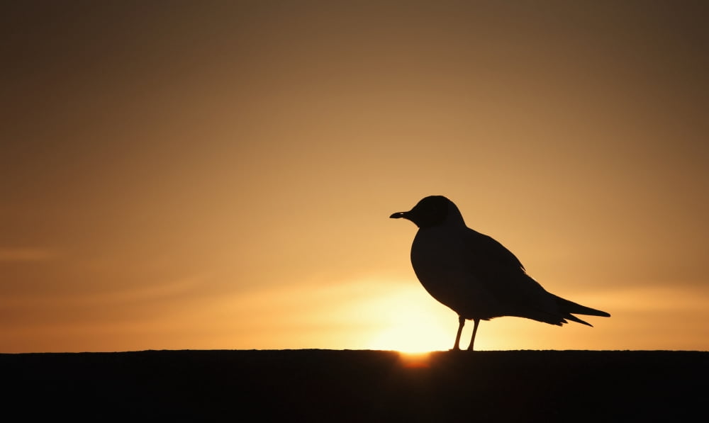 Silhouette of a bird sitting on a fence at sunsetNorthumberland england Canvas Art - John Short Design Pics (40 x 24)