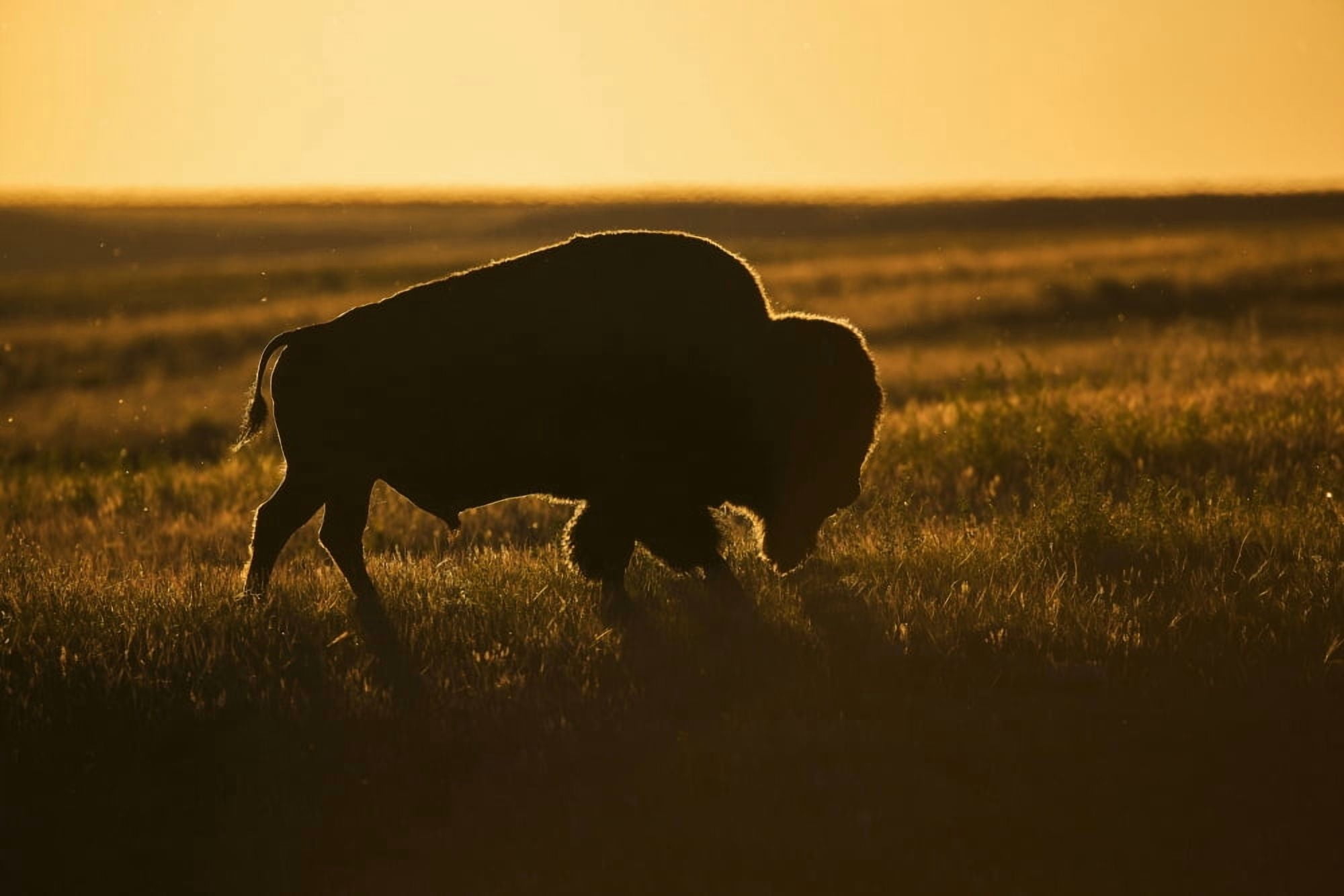 Silhouette of a bison at sunset Grasslands National Park Saskatchewan Canada Canvas Art - Robert Postma Design Pics (19 x 12)