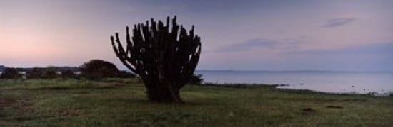 Silhouette of a cactus at the lakeside Lake Victoria Great Rift Valley Kenya Canvas Art - Panoramic Images (36 x 12)