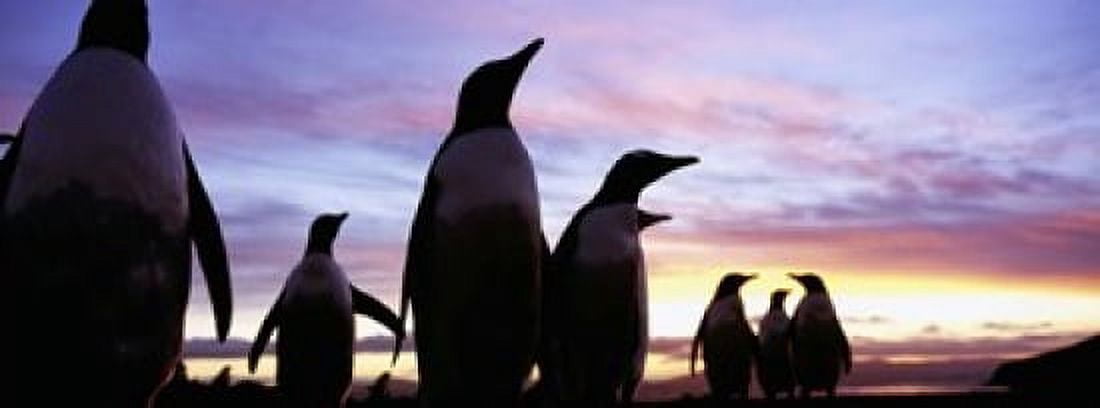 Silhouette of a group of Gentoo penguins Falkland Islands (Pygoscelis papua) Canvas Art - Panoramic Images (15 x 6)