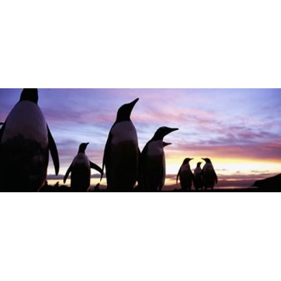 Silhouette of a group of Gentoo penguins, Falkland Islands (Pygoscelis papua) Poster Print (15 x 6)