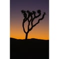 thumbnail image 1 of Silhouette of a joshua tree at sunset in joshua tree national park;California united states of america Print, 1 of 3