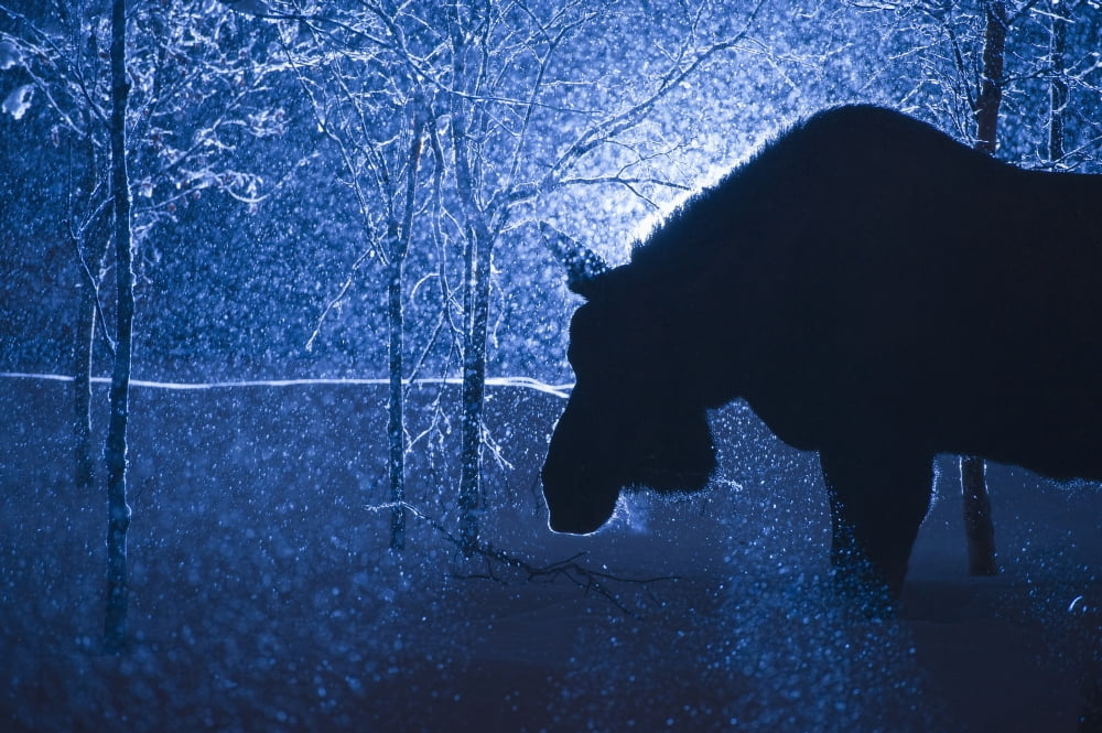 Silhouette of a moose in a snowstorm Anchorage Southcentral Alaska Canvas Art - Dean Blotto Gray Design Pics (19 x 12)