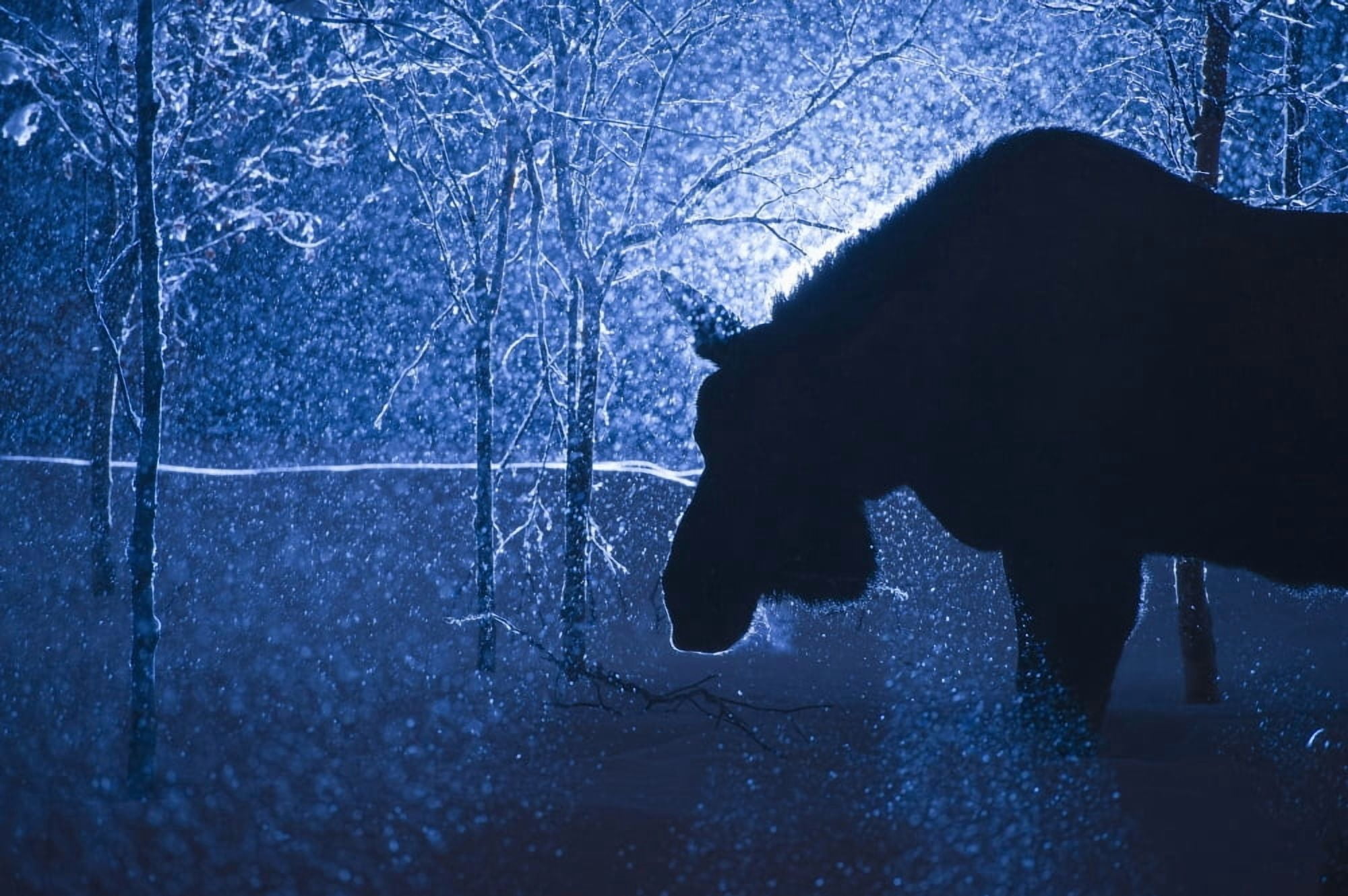 Silhouette of a moose in a snowstorm Anchorage Southcentral Alaska Canvas Art - Dean Blotto Gray Design Pics (38 x 24)