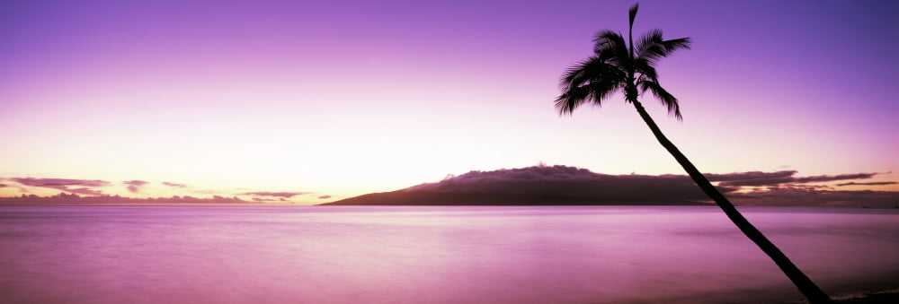 Silhouette of a palm tree Maui Hawaii USA Canvas Art - Panoramic Images (36 x 12)