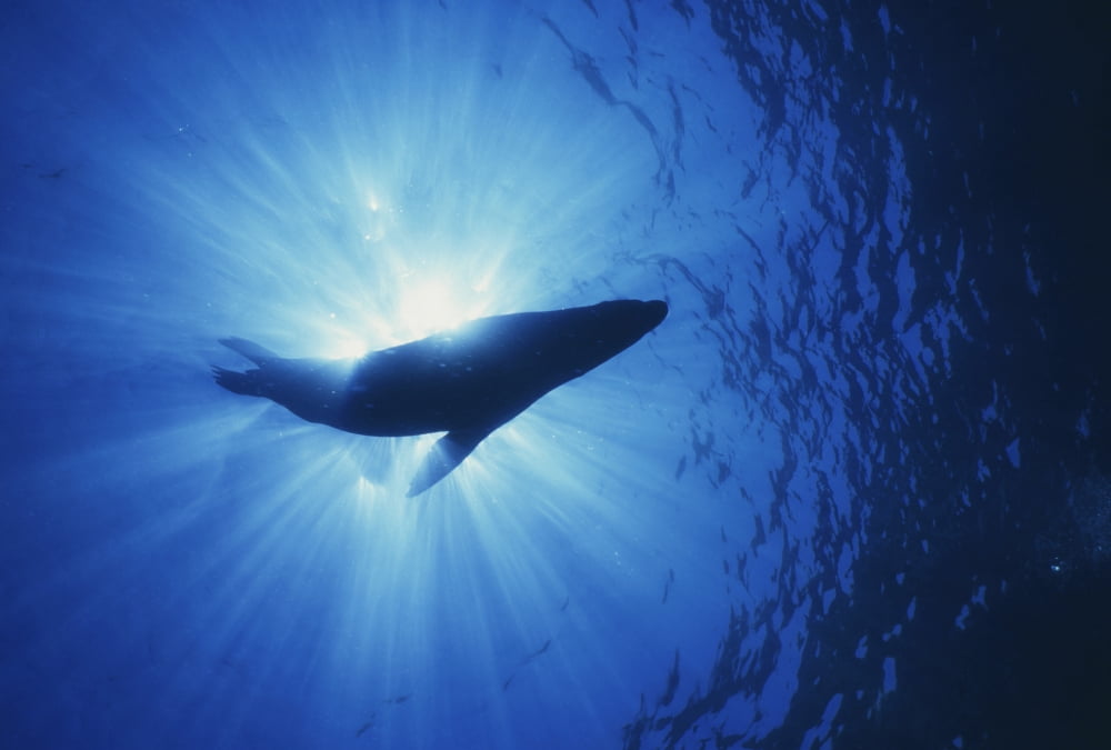 Silhouette of a sea lion La Paz Mexico Canvas Art - Beverly FactorStocktrek Images (17 x 12)