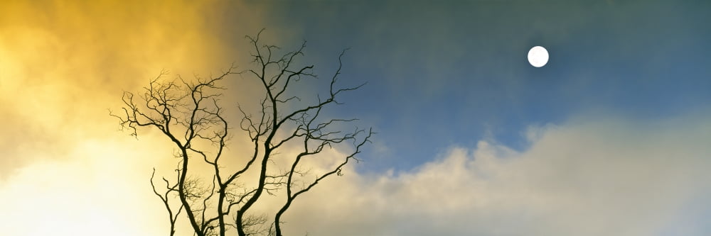 Silhouette of a solitary bare tree under rising moon Warner Springs California USA Canvas Art - Panoramic Images (27 x 9)