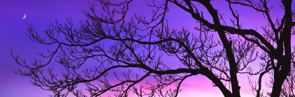 Silhouette of a tree at dusk California USA Canvas Art - Panoramic Images (27 x 9)