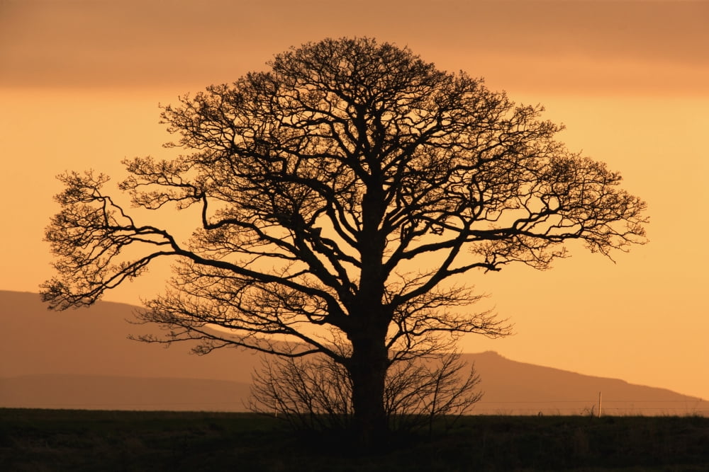 Silhouette of a tree at sunsetNorthumberland england Canvas Art - John Short Design Pics (38 x 24)