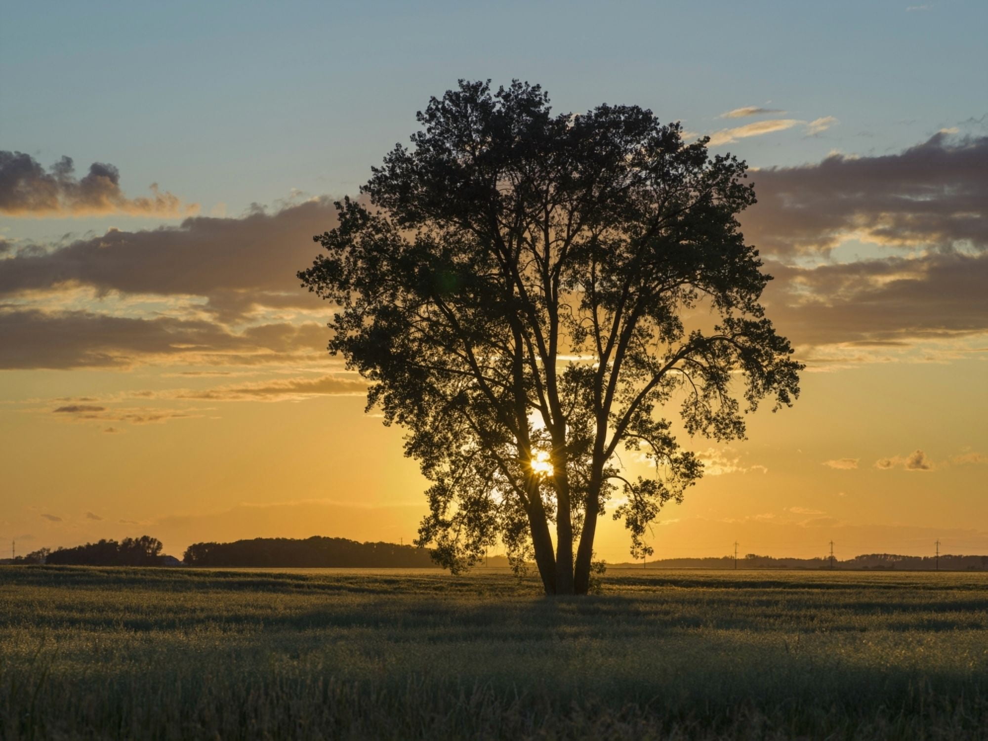 Silhouette of a tree with a golden sky at sunrise on a rural landscape Lorette Manitoba Canada Canvas Art - Keith Levit Design Pics (17 x 13)
