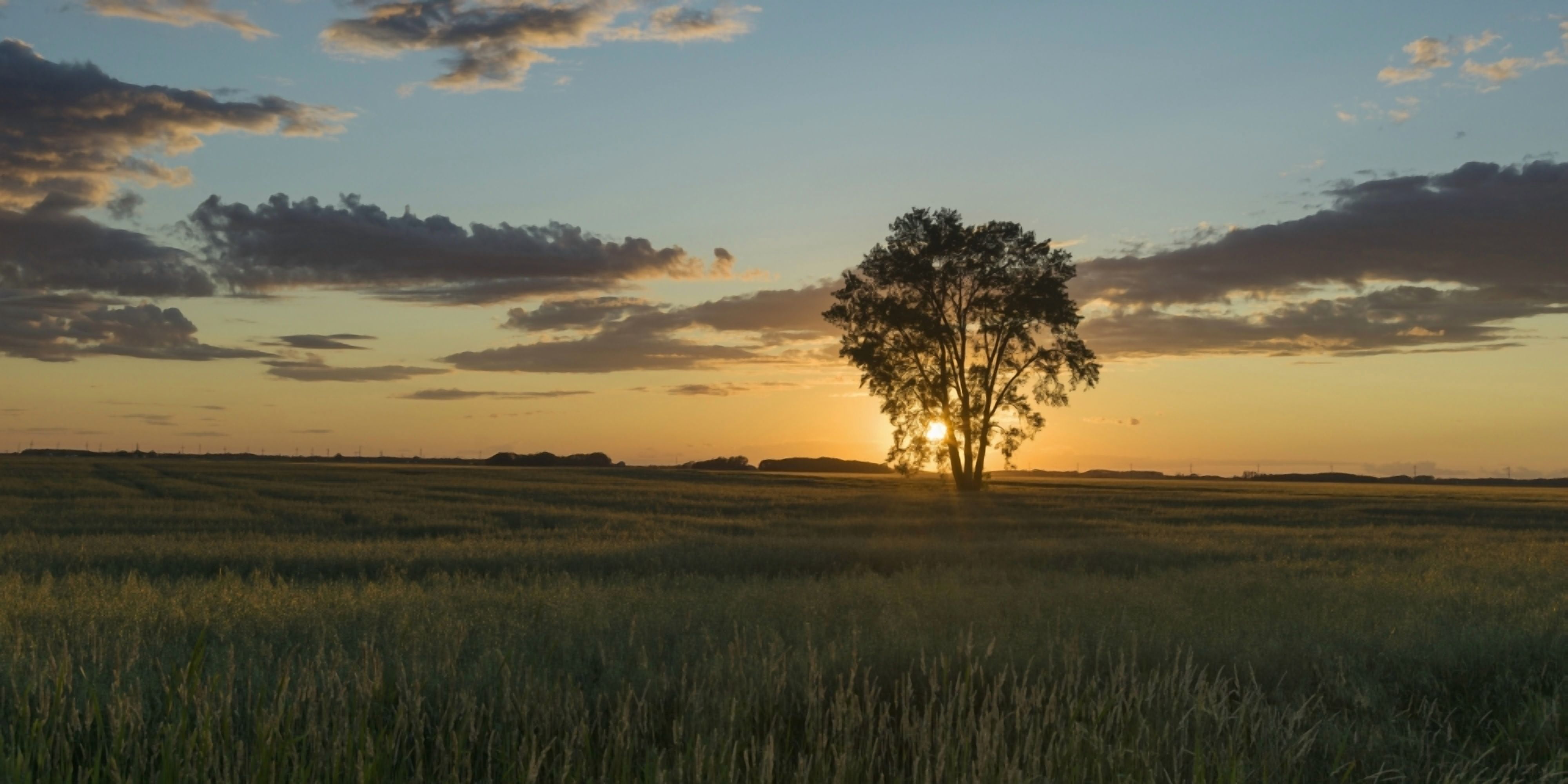 Silhouette of a tree with a golden sky at sunrise on a rural landscape Lorette Manitoba Canada Canvas Art - Keith Levit Design Pics (22 x 11)