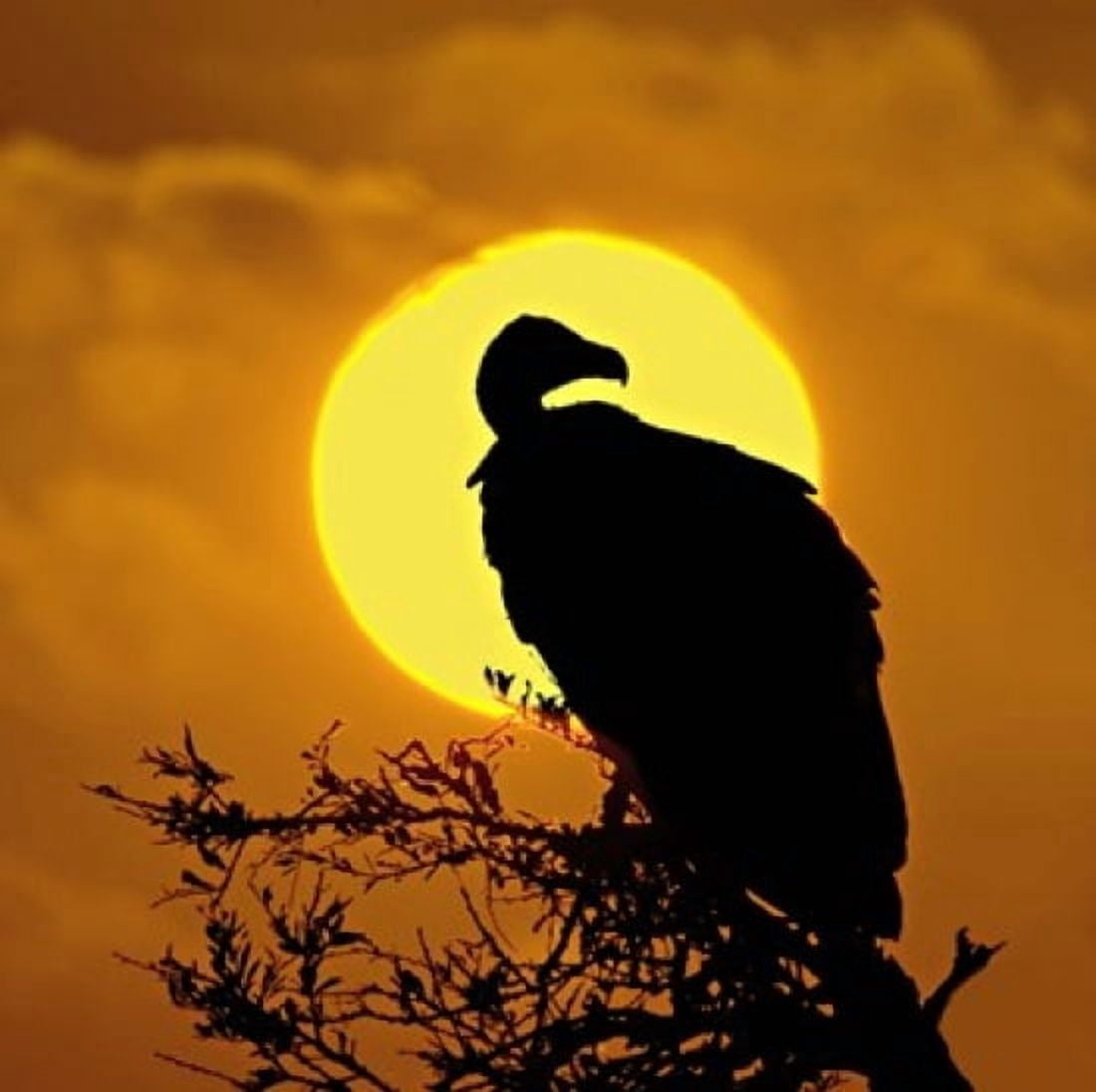 Silhouette of a vulture perching on a branch Masai Mara National Reserve Kenya Canvas Art - Panoramic Images (24 x 24)