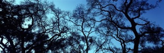 Silhouette of an Oak tree Oakland California USA Canvas Art - Panoramic Images (36 x 12)