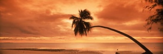 Silhouette of an old palm tree on the beach at sunset Aitutaki Cook Islands Canvas Art - Panoramic Images (36 x 12)