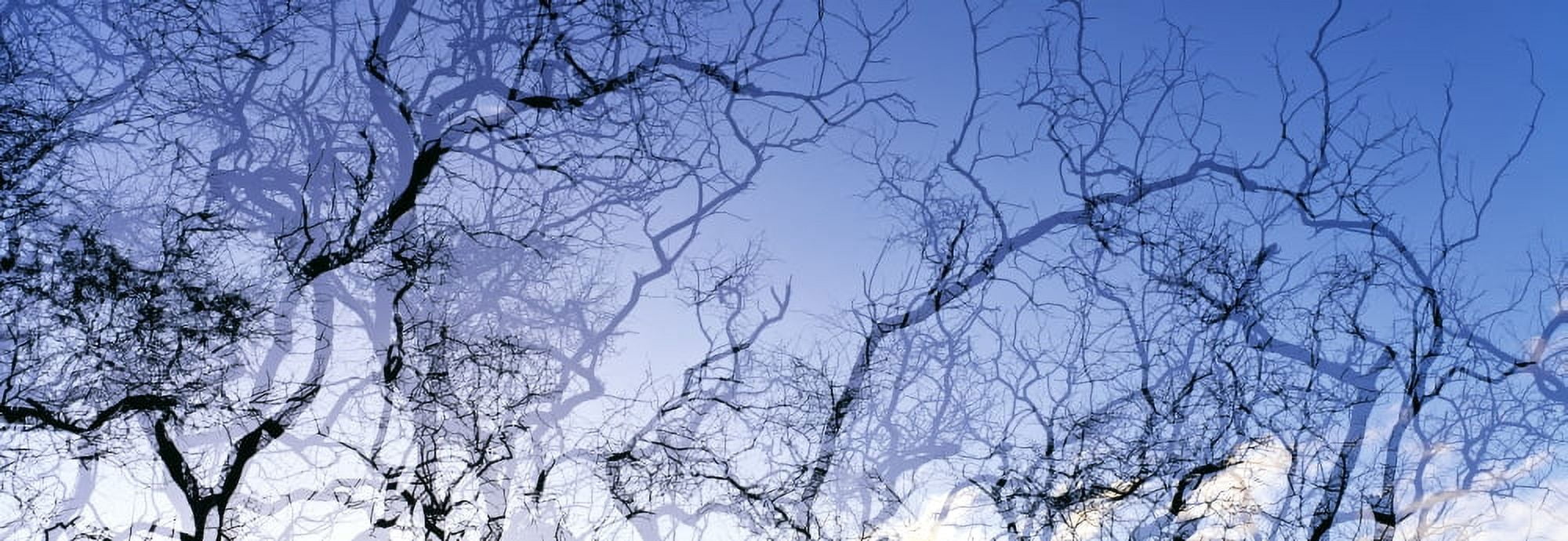 Silhouette of branches of a tree Lanai Hawaii USA Canvas Art - Panoramic Images (27 x 9)