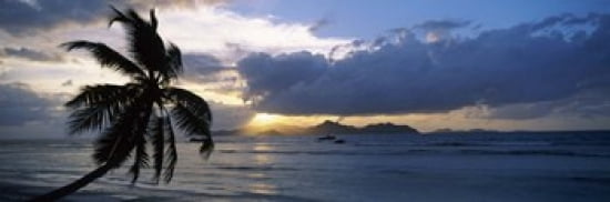 Silhouette of coconut palm tree at sunset from Anse Severe Beach La Digue Island Seychelles Canvas Art - Panoramic Images (36 x 12)