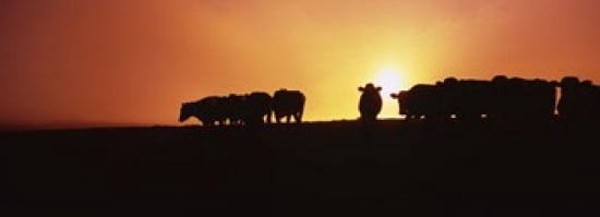 Silhouette of cows at sunset Point Reyes National Seashore California USA Canvas Art - Panoramic Images (36 x 13)