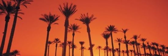 Silhouette of date palm trees in a row Phoenix Arizona USA Canvas Art - Panoramic Images (36 x 12)