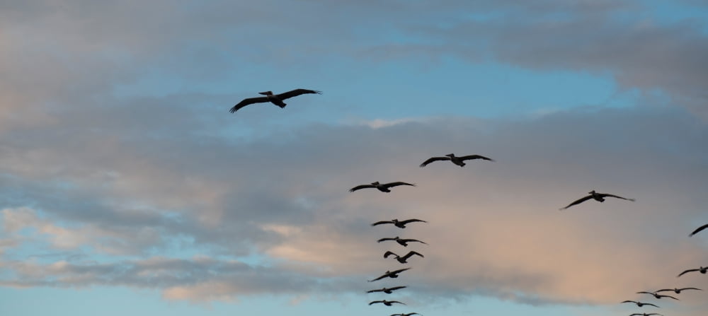 Silhouette of flock of pelicans in flight California USA Canvas Art - Panoramic Images (27 x 9)