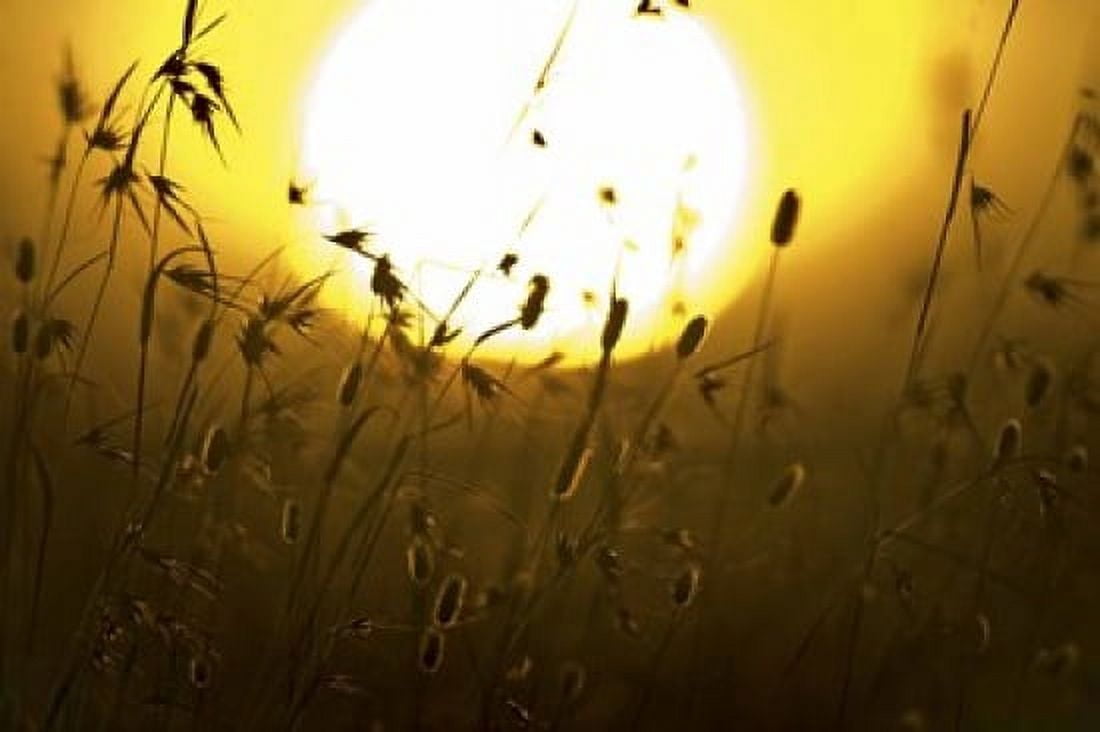 Silhouette of grass at sunrise Tanzania Canvas Art - Panoramic Images (16 x 11)