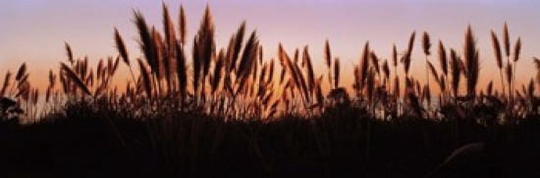 Silhouette of grass in a field at dusk Big Sur California USA Canvas Art - Panoramic Images (18 x 6)
