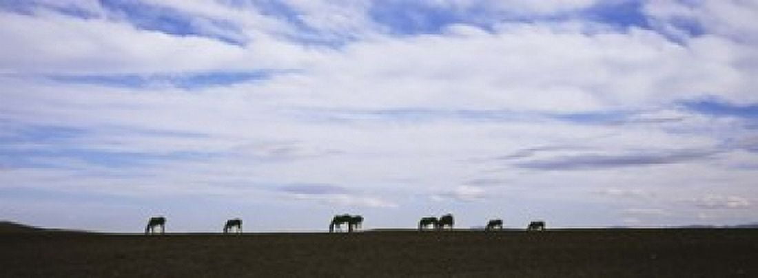 Silhouette of horses in a field Montana USA Canvas Art - Panoramic Images (18 x 7)