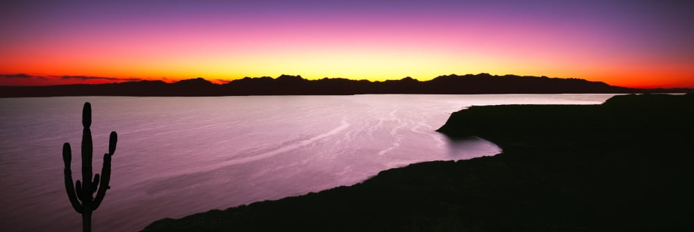 Silhouette of lone Cardon cactus plant Bahia Concepcion Sea of Cortez Baja California Sur Mexico Canvas Art - Panoramic Images (36 x 12)