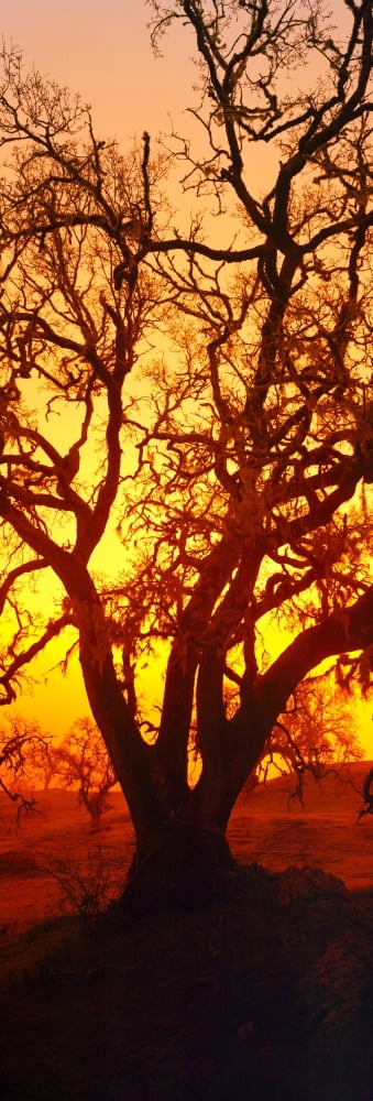 Silhouette of oaks trees Central Coast California USA Canvas Art - Panoramic Images (27 x 9)