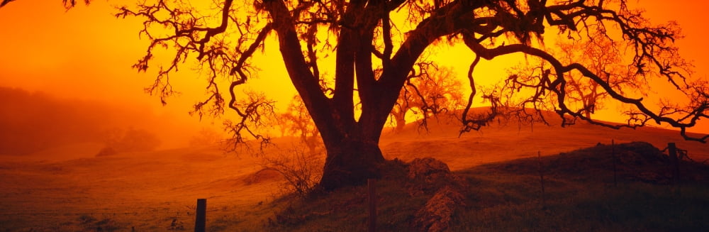 Silhouette of oaks trees Central Coast California USA Canvas Art - Panoramic Images (27 x 9)