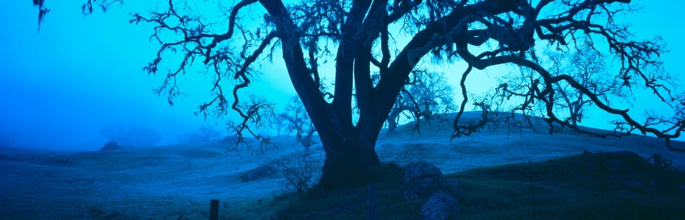 Silhouette of oaks trees Central Coast California USA Canvas Art - Panoramic Images (27 x 9)