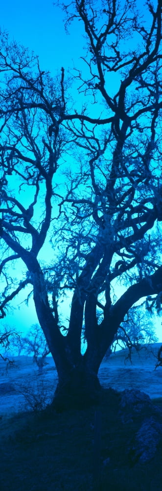 Silhouette of oaks trees Central Coast California USA Canvas Art - Panoramic Images (36 x 12)