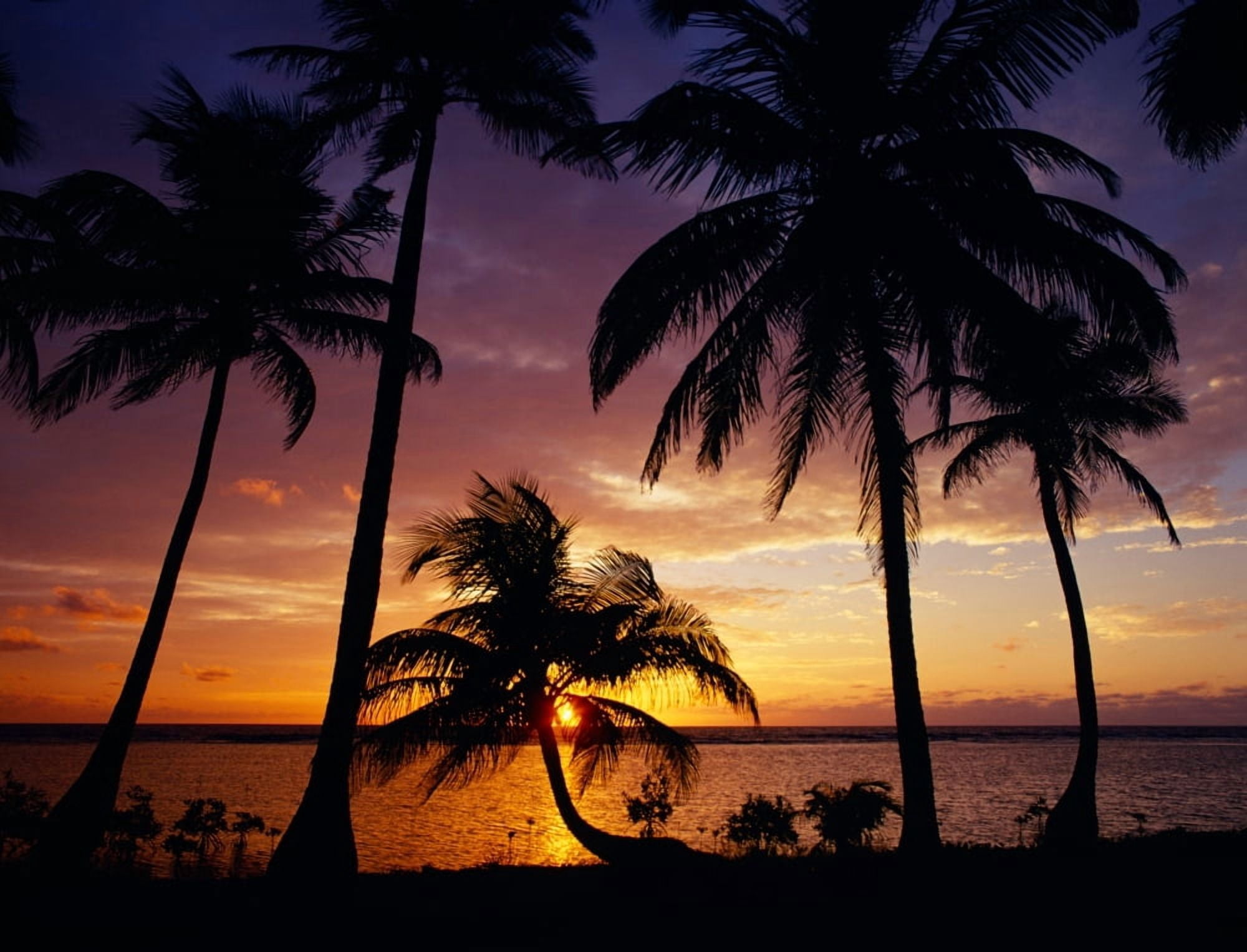 Silhouette of palm tree on the coast at sunrise Barrier Reef South Water Caye Belize Canvas Art - Panoramic Images (28 x 22)