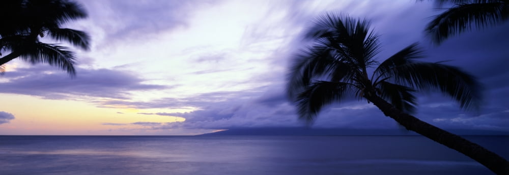 Silhouette of palm trees Maui Hawaii USA Canvas Art - Panoramic Images (36 x 12)