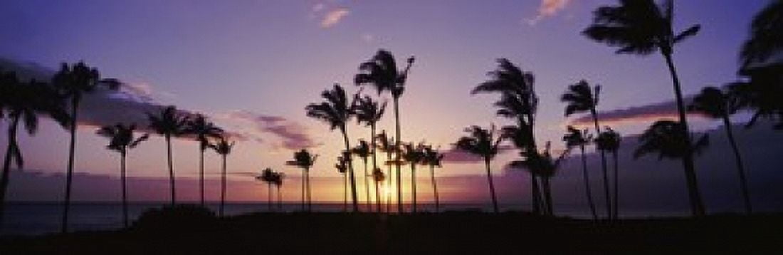 Silhouette of palm trees at dusk Hawaii USA Canvas Art - Panoramic Images (18 x 6)