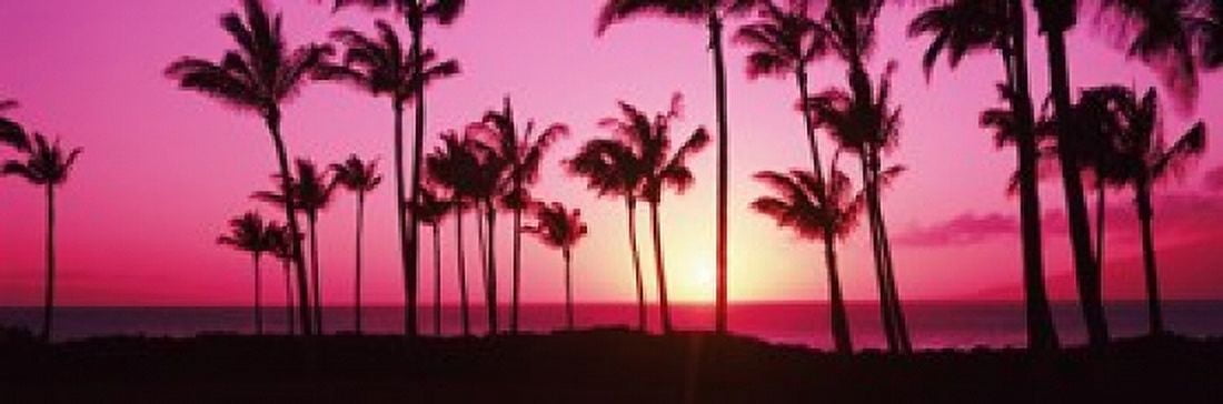 Silhouette of palm trees at dusk Hawaii USA Canvas Art - Panoramic Images (18 x 6)