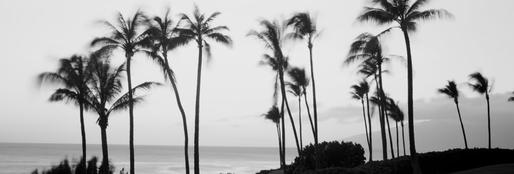 Silhouette of palm trees at dusk Hawaii USA Canvas Art - Panoramic Images (6 x 18)