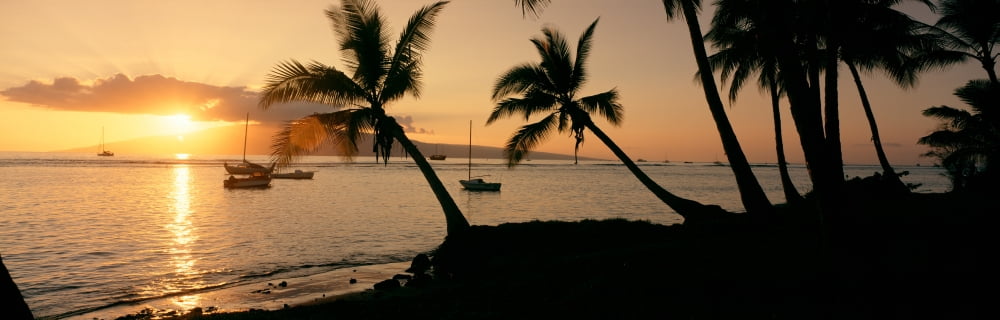 Silhouette of palm trees at dusk Lahaina Maui Hawaii USA Canvas Art - Panoramic Images (36 x 12)