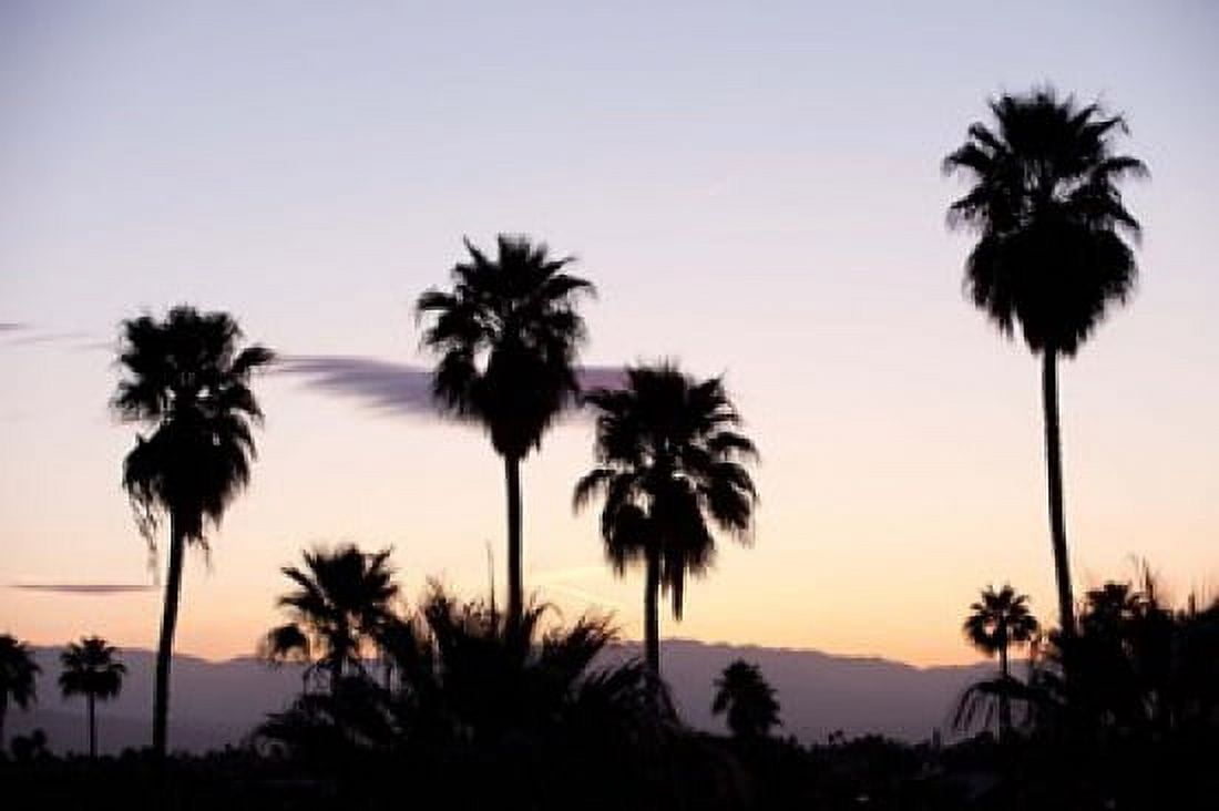 Silhouette of palm trees at dusk Palm Springs Riverside County California USA Canvas Art - Panoramic Images (36 x 24)
