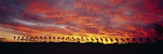 Silhouette of palm trees at sunrise San Diego San Diego County California USA Canvas Art - Panoramic Images (36 x 12)