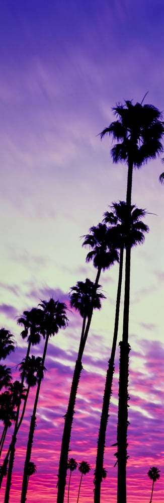 Silhouette of palm trees at sunrise Santa Barbara California USA Canvas Art - Panoramic Images (12 x 36)